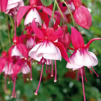 Roese Eslie Fuchsie 631