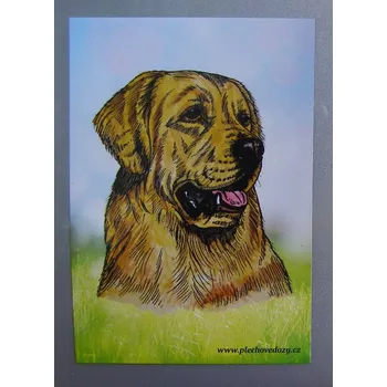 Dekorativní magnet Magnetka - zlatý retriever