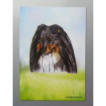 Dekorativní magnet Magnetka - šeltie tricolor