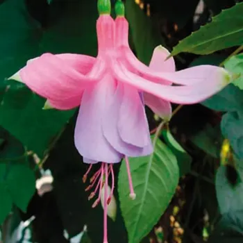 Barbanella Fuchsie 625