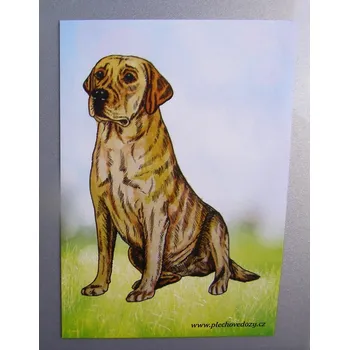 Dekorativní magnet Magnetka - labrador