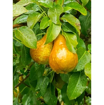 Sazenice Hrušeň 'Hardyho máslovka' Podnož: Hrušňový semenáč