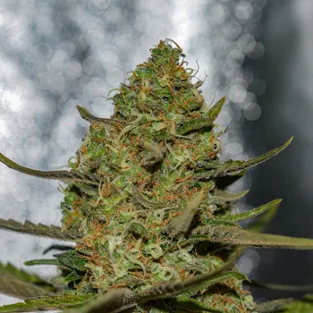 Pěstitelství Vision seeds Forbidden Fruit x Spritzer Počet ks Feminizované: 3+1