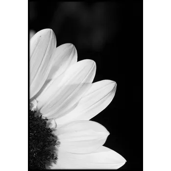 Obraz Bondecor Obraz černobílý "Květ" 24x30cm Barva: Bílá