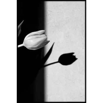 Obraz Bondecor Obraz černobílý "Tulipán" 24x30cm Barva: Bílá