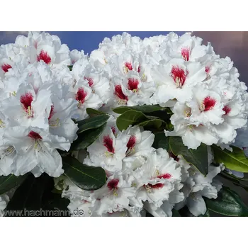 Sazenice Rododendron 'Picobello' kontejner 5 L