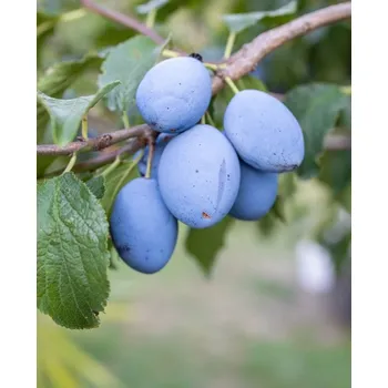 Sazenice Švestka domácí Podnož: Myrobalan