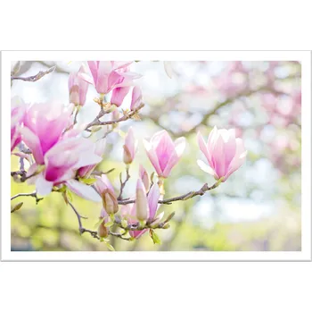 Obraz Bondecor Obraz v rámu "Magnólie" - 43x33cm