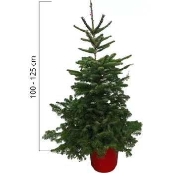 Vánoční stromek Abies nordmanniana - jedle kavkazká, 100-125cm, ko15l