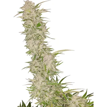 Semeno Nuka Seeds - Captain Hash 3 ks