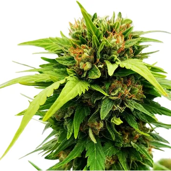 Semeno Nuka Seeds - Tokamak Auto 3 ks