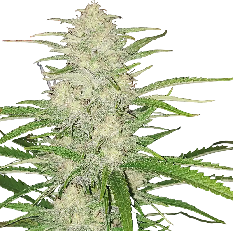 Nuka Seeds - Megaton 3 ks