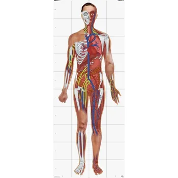 podložka na cvičení Podložka Lidské tělo