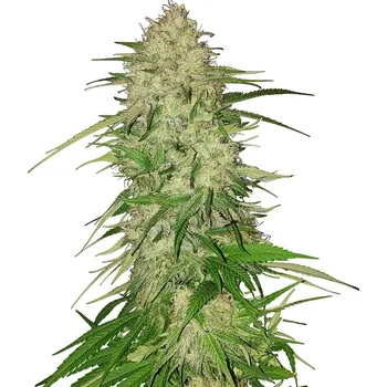 Semeno Nuka Seeds - Hairy Fairy 3 ks