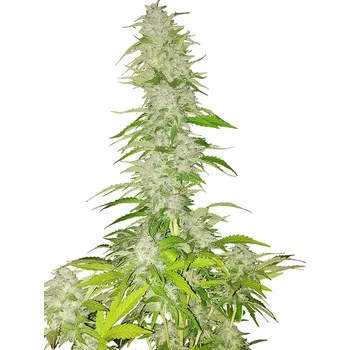 Semeno Nuka Seeds - Hobo Surfer 3 ks