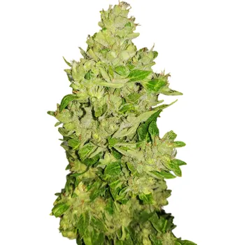 Semeno Nuka Seeds - West Coast Auto 3 ks