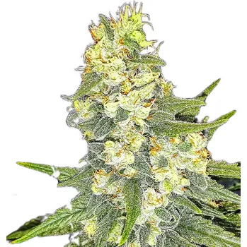 Semeno Nuka Seeds - Paradox 3 ks