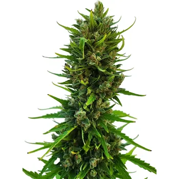 Semeno Nuka Seeds - Bulldozer Auto 3 ks