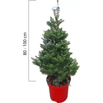 Vánoční stromek Jedle korejská, vánoční v květináči 80-100cm, ko12l
