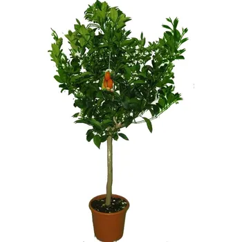 Sazenice Velký pomerančovník Arancio