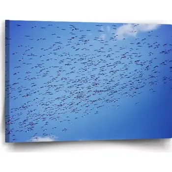 Obraz Sablio Obraz Hejno ptáků - 60x40 cm