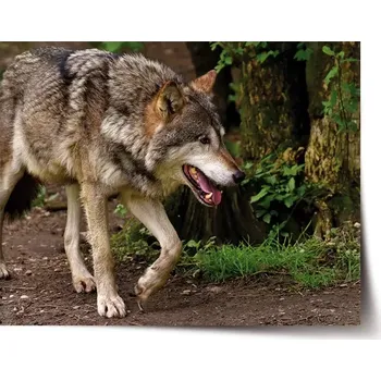 Plakát Sablio Plakát Vlk - 60x40 cm