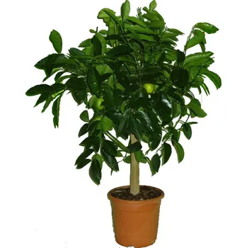 Sazenice Velký citrus Pompelmo Grep