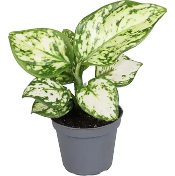 Gardners Aglaonema Perals Variegata, průměr 6 cm Aglaonema, Spící panna