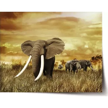 Plakát Sablio Plakát Slon Africký - 60x40 cm