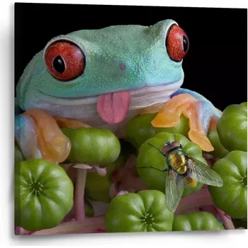 Obraz Sablio Obraz Veselá žába - 50x50 cm