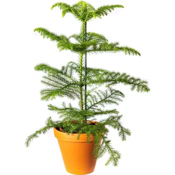 Gardners Araucaria heterophylla, průměr 17 cm Blahočet, aurakárie
