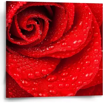 Obraz Sablio Obraz Květ růže - 50x50 cm