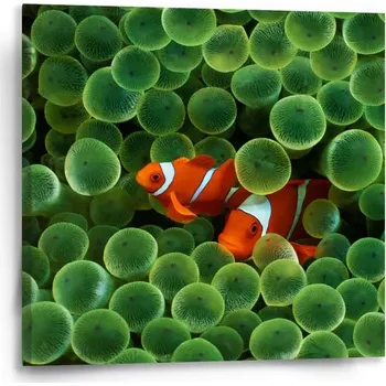 Obraz Sablio Obraz Klaun očkatý - 50x50 cm