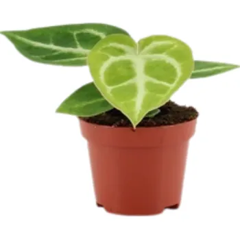 Gardners Anthurium Silver Blush, průměr 6 cm Anturie, Toulitka, Prasečí ocásek