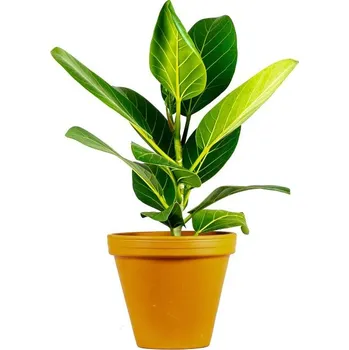 Gardners Ficus benghalensis Audrey, průměr 17 cm Fíkovník bengálský