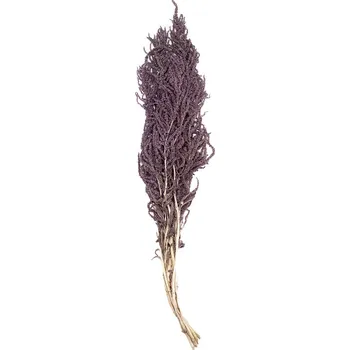 Amaranthus Purple - fialová