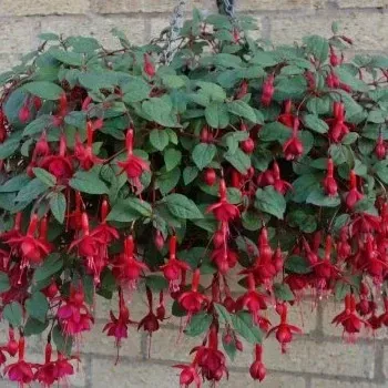 Márinka Fuchsie (Štika CZ 1890) 210