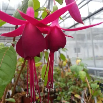 AHC Gartnergilde 1021 F