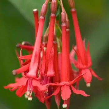 Boliviána var. Fuchsie 1007 F