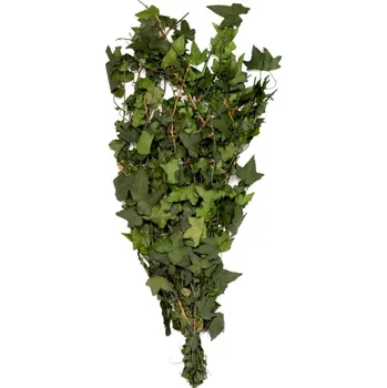 Hedera Helix Mini (popínavý břečťan)