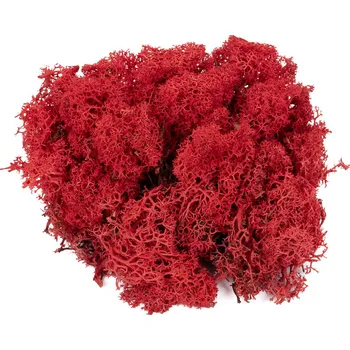 Lišejník (Balení 500g)