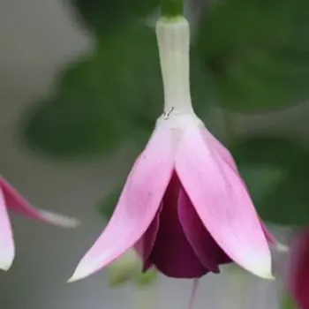 Anouchka de Weirdt Fuchsie 1004 F