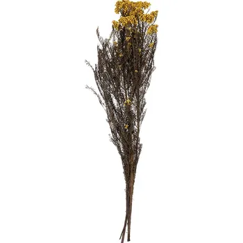 Helychrisium Diosmi Yellow - žlutá