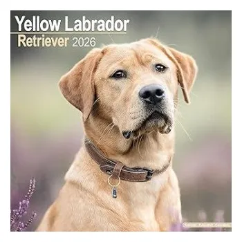 Kalendář Labrador Retriever (Yellow) Calendar 2026 Square Dog Breed Wall Calendar - 16 Month (Kalendář)