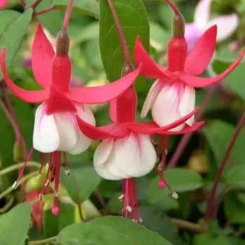 Red White - Fuchsita 1020 F