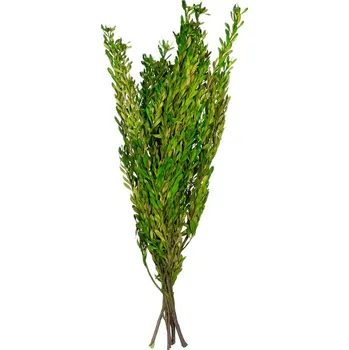 Pubescens Green - zelená