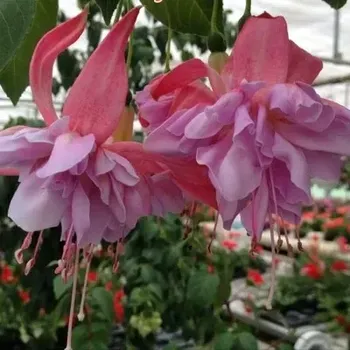 Hollywood fuchsie 1003 F