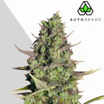 Semeno Auto Seeds - Wedding Cake Auto 5 ks
