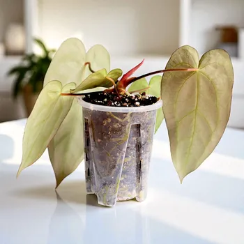 Květináč PlantScraper Transparentní květináč pro aroidy 16cm