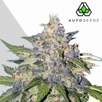 Semeno Auto Seeds - Blueberry Auto 3 ks